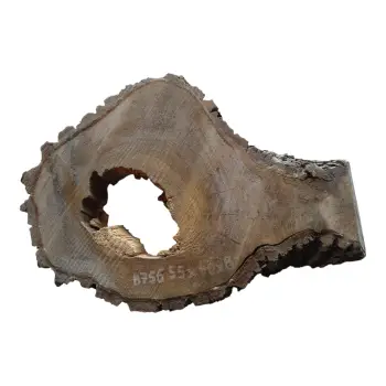 Plaster Orzecha Włoskiego 55x40x8cm