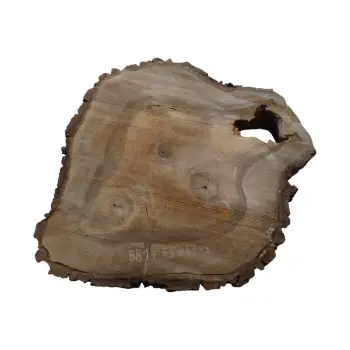 Plaster Orzecha Włoskiego 65x63x9cm