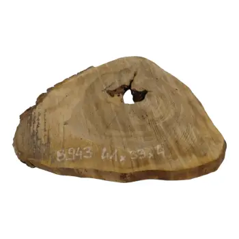 Plaster Orzecha Włoskiego 41x33x4cm