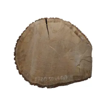 Plaster Dębowy 50x46x7cm Dąb