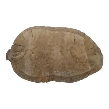 Plaster Dębowy 56x35x7,5cm Dąb