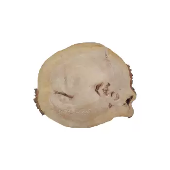 Plaster Wiązu 62x56x6cm