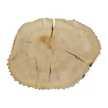 Plaster Jesionowy 95x82x9,5cm