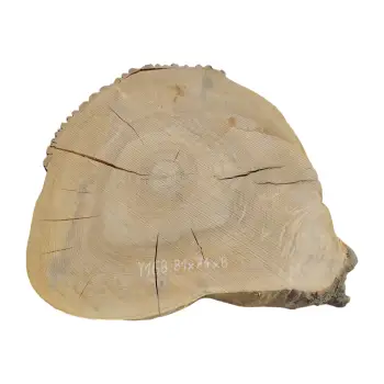Plaster Jesionowy 81x74x8cm