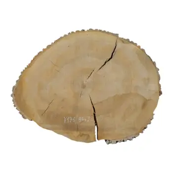 Plaster Jesionowy 84x70x8cm