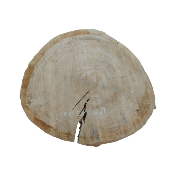 Plaster Dębowy 58x56x7cm Dąb