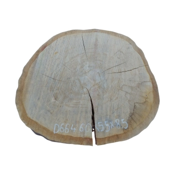 Plaster Dębowy 60x55x8,5cm Dąb