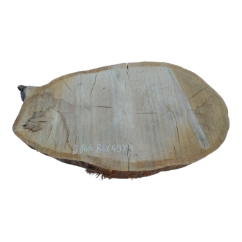 Plaster Dębowy 86x49x9cm Dąb