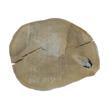 Plaster Dębowy 67x57x6cm Dąb