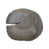 Plaster Orzecha Włoskiego 45x40x5cm