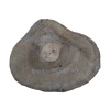 Plaster Orzecha Włoskiego 39x32x4cm