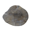 Plaster Orzecha Włoskiego 35x29x4cm