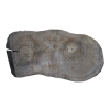 Plaster Orzecha Włoskiego 48x25x4cm