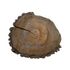 Plaster Orzecha Włoskiego 53x45x6cm
