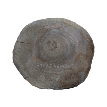 Plaster Orzecha Włoskiego 46x42x5cm