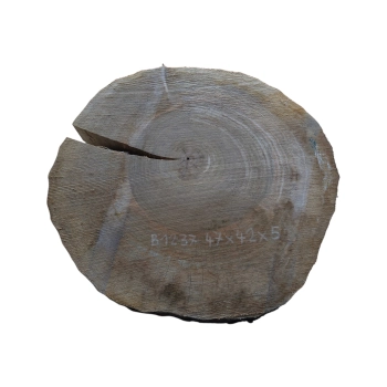 Plaster Orzecha Włoskiego 47x42x5cm