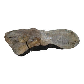 Plaster Orzecha Włoskiego 91x33x7,5cm