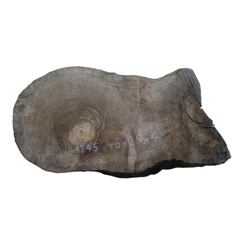 Plaster Orzecha Włoskiego 46x25x4cm