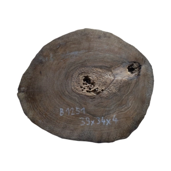 Plaster Orzecha Włoskiego 39x34x4cm
