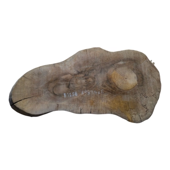 Plaster Orzecha Włoskiego 69x34x6cm