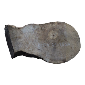 Plaster Orzecha Włoskiego 41x25x4cm