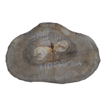 Plaster Orzecha Włoskiego 45x30x4cm