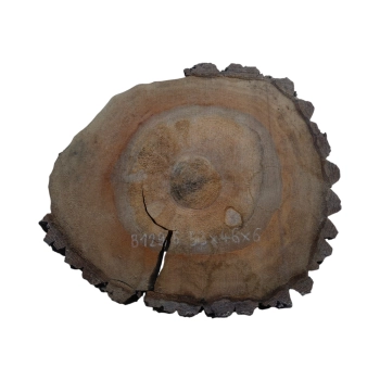 Plaster Orzecha Włoskiego 53x46x6cm