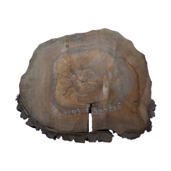 Plaster Orzecha Włoskiego 55x47x6cm