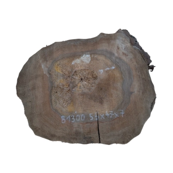 Plaster Orzecha Włoskiego 55x47x7cm