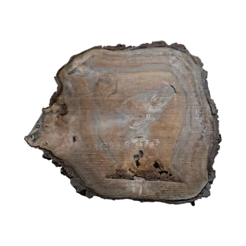 Plaster Orzecha Włoskiego 61x57x7cm
