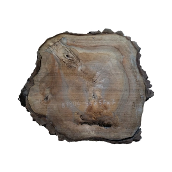 Plaster Orzecha Włoskiego 56x57x7cm