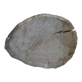 Plaster Dębowy 50x39x5cm Dąb