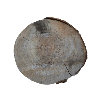 Plaster Kasztanowca 48x44x5cm