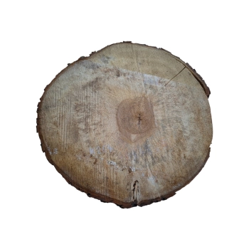 Plaster Kasztanowca 48x46x5cm