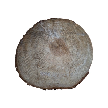 Plaster Kasztanowca 46x44x6cm