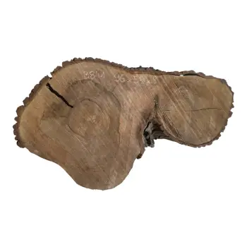 Plaster Orzecha Włoskiego po Suszarni 96x55x8cm