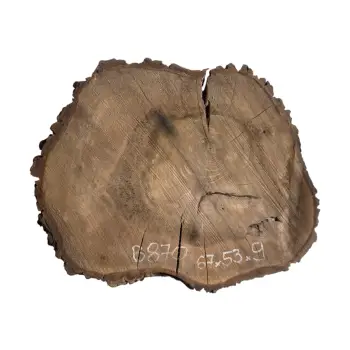 Plaster Orzecha Włoskiego po Suszarni 67x53x9cm