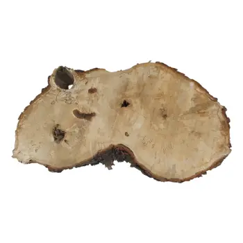Plaster Kasztanowca 87x46x8cm