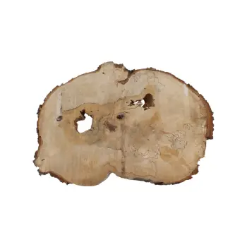 Plaster Kasztanowca 85x58x9cm