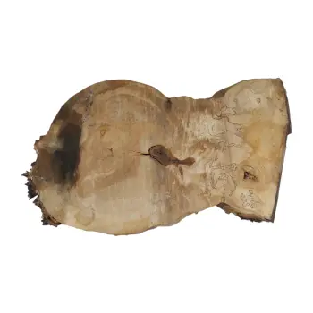 Plaster Kasztanowca 82x53x7cm