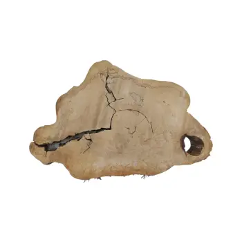 Plaster Kasztanowca 91x64x8cm