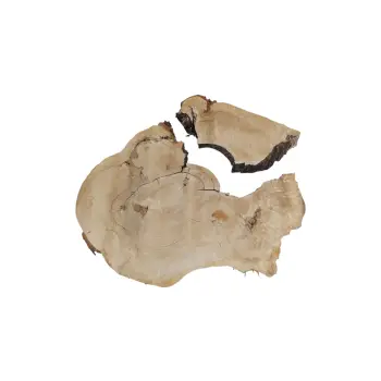 Plaster Kasztanowca 89x63x8,5cm