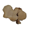 Plaster Akacji 41x23x3cm