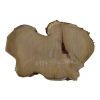 Plaster Akacji 38x26x3cm
