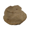 Plaster Akacji 35x30x3,5cm