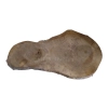 Plaster Orzecha Włoskiego 57x29x3cm