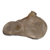 Plaster Orzecha Włoskiego 55x35x3cm
