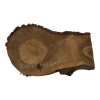 Plaster Orzecha Włoskiego 44x24x3cm