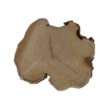 Plaster Akacji 30x27x3cm