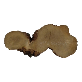 Plaster Akacji 50x24x3cm